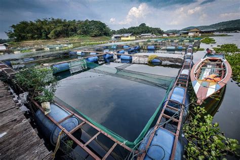 Foto Nasib Nelayan Ikan Keramba Di Waduk Saguling Solar Dan Pakan