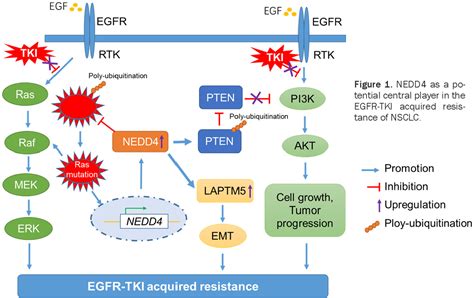 Pdf The E Ubiquitin Ligase Nedd Mediates Egfr Tki Acquired