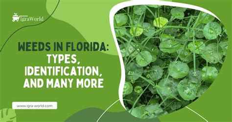 Weeds In Florida Types Identification And Many More Igra World