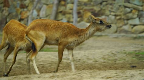 Video Of Nile Lechwe In Zoo 32469589 Stock Video At Vecteezy