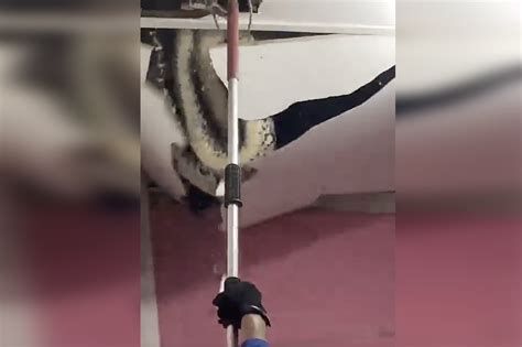 Insane Moment Three Giant Snakes Fall Through Homes Roof