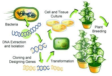 Genetically Modified Crops (GM Crops): Benefits & Controversies - PMF IAS