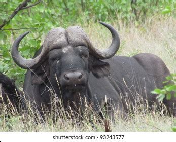 Water buffalo eyes Images, Stock Photos & Vectors | Shutterstock