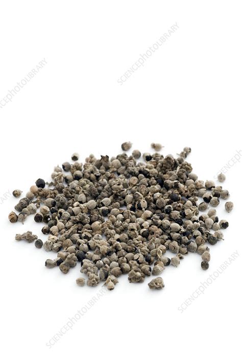 CHASTE BERRY - Stock Image - M750/0816 - Science Photo Library