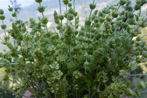 medicinal plants     modern medicine medforest