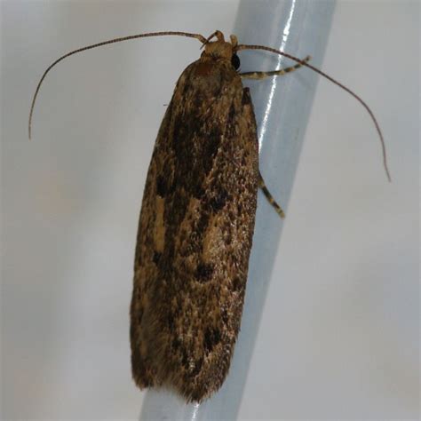 Hofmannophila Pseudospretella Brown House Moth Arthropodafotosde