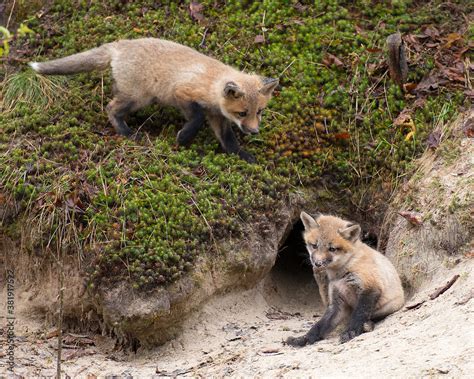 Red Fox Stock Photo. Baby foxes in forest by the den with moss ...