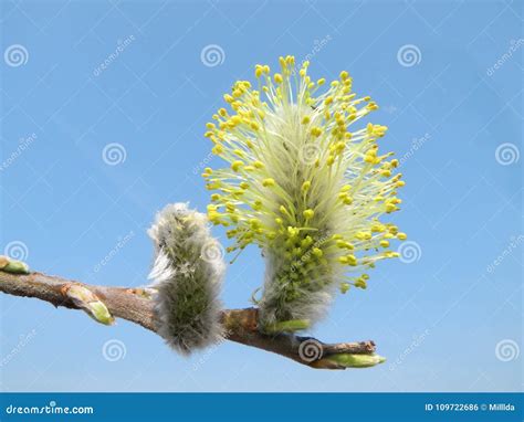 Beautiful Pussy Willow In Spring Lithuania Stock Photo Image Of Beautiful Macro