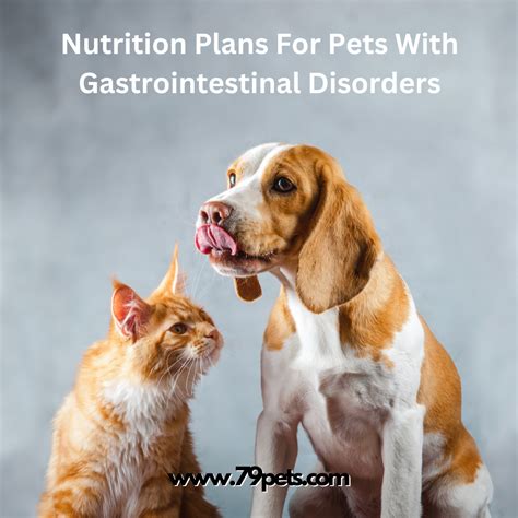 Nutrition Plans For Pets With Gastrointestinal Disorders