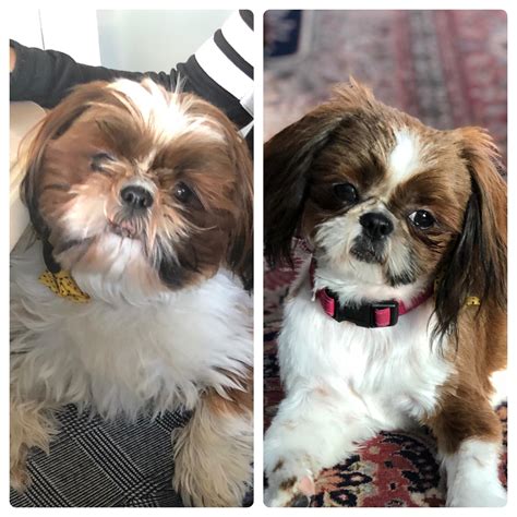 They call shih tzus “carnation face” because of how their face hair