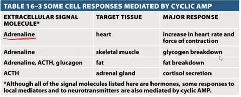 topic 6.2 cell signaling - GPCR pathway Flashcards | Quizlet