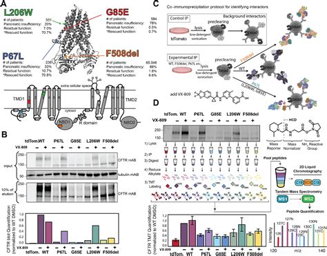 Distinct Proteostasis States Drive Pharmacologic Chaperone