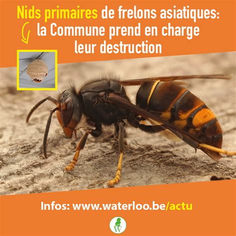 Frelons asiatiques détruisons leurs nids primaires Site officiel de