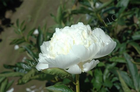 The Princess Bride Peony | Adelman Peony Gardens