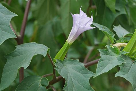 Дурман обыкновенный - фото и картинки: 67 штук