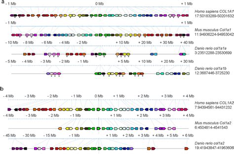 Synteny Maps Comparing The Genes Flanking Type I Collagen Loci Among