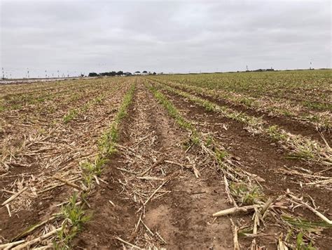 Prussic Acid And Nitrate In Forages Especially Sorghums Texas Row