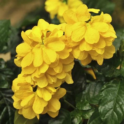 Houseplant Seeds Crossandra Tropic packing 4 Pcs Color Yellow ...