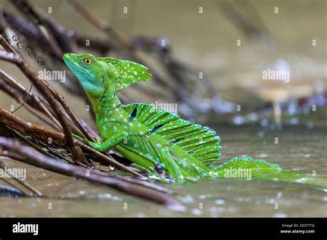 Plumed Green Basilisk Basiliscus Plumifrons Cano Negro Costa Rica