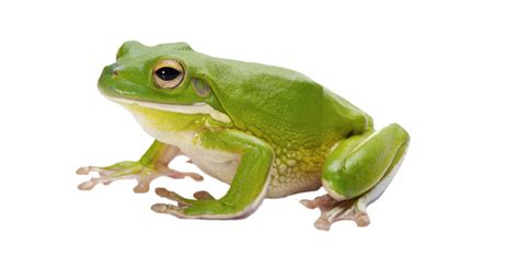 Frog Png Image With Transparent Background