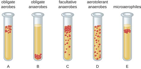 oxygen requirements  microbial growth biology libretexts