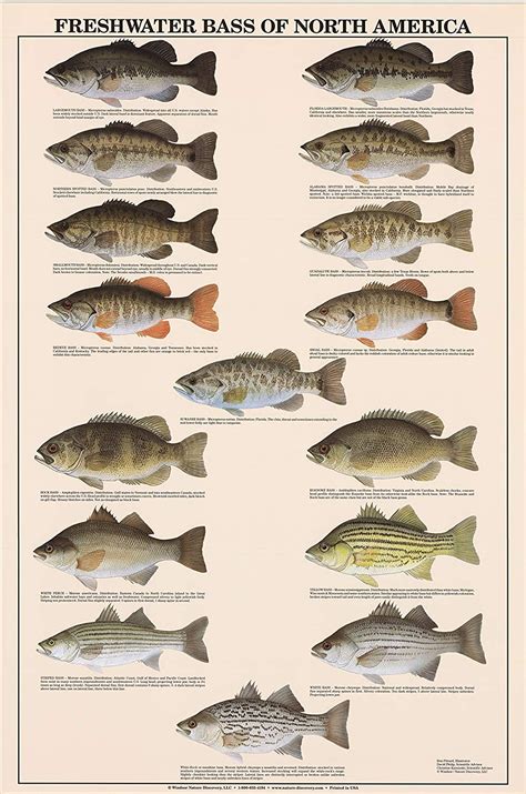 Amazon.com: Freshwater Bass Fish Poster and Identification Chart: Home ...