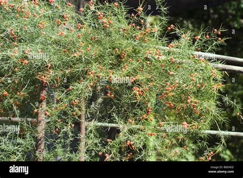Climbing Asparagus Vining Asparagus Liliaceae Asparagus Verticillatus