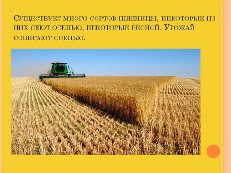 Пшеница – важнейшая зерновая культура - презентация онлайн