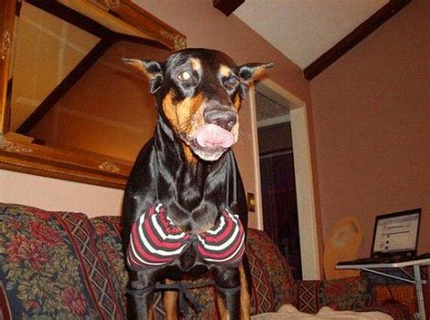 Bikini Giyince Hepimizden Daha G Zel G R Nen Sevimli Hayvan