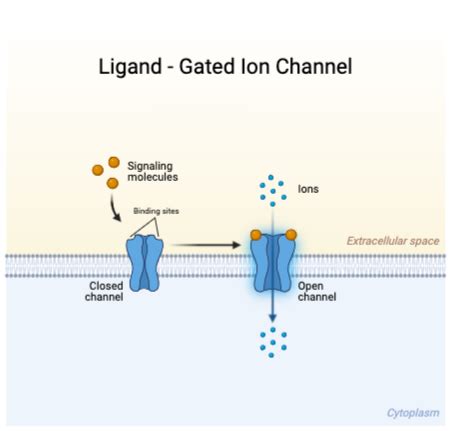Drawing Ion Channel
