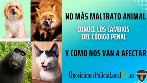 La nueva LEY de protección animal qué CAMBIA y cómo te AFECTA