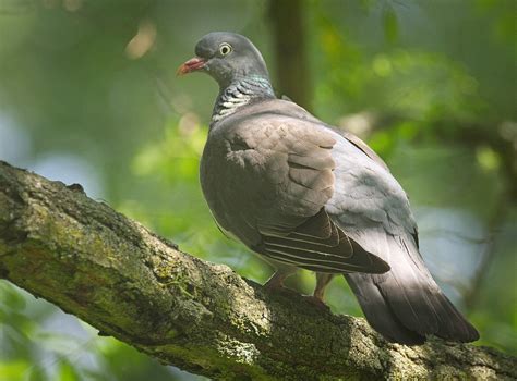 Wood Pigeon Wood Pigeon Columba Palumbus Perched On A Br Flickr