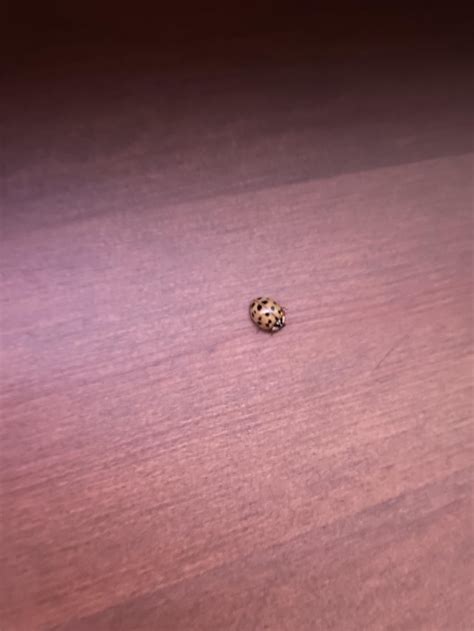 Identify Species of ladybug? : r/biology