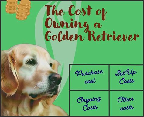 Golden Retriever: Is It Right for You? - DogHIB