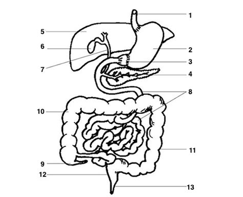 mammal guts diagram quizlet