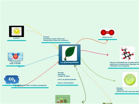 La photosynthése Mind Map