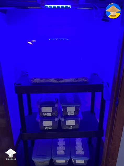 Got around to getting these 4 tubs setup for growing mushrooms
