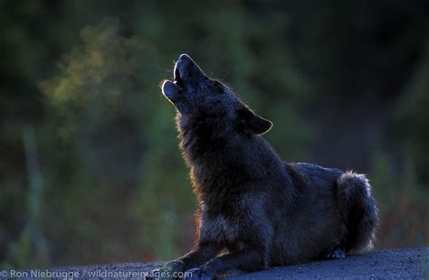 Wolf Pictures In The Wild