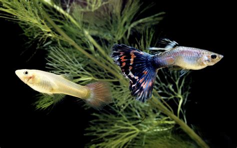 How To Breed The Perfect Guppies? - GuppyMaster