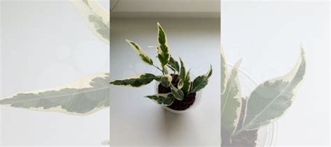 Фикус Пикси купить в Зеленограде | Товары для дома и дачи | Авито