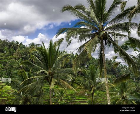 Palm Trees Asia Indonesia Palm Trees Tropics Stock Photo Alamy