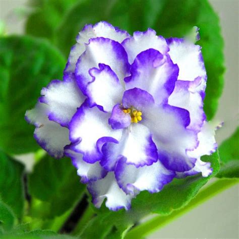 African Violet Seeds 24 Colors 200pcs OutletTrends.com Free Shipping Up ...