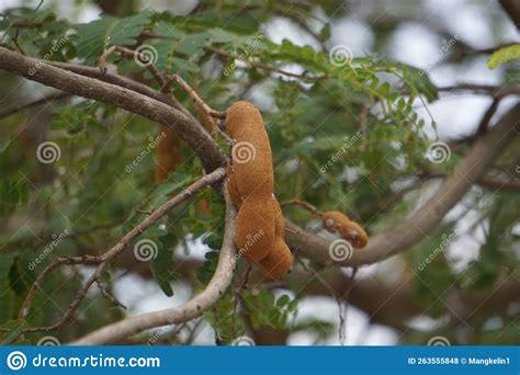 Tamarind Also Called Tamarindus Indica Asam Fruit On The Tree Stock