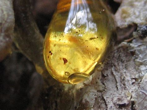 Close Up Pics Of Everyday Things Pine Tree Sap