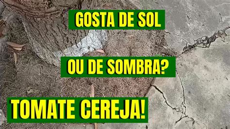 Tomate Gosta De Sol Ou Sombra - TOMATE CEREJA gosta de SOL ou de SOMBRA? - YouTube