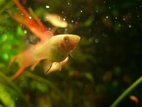 Albino Swordtail ♀ Florian Buckwheat Flickr