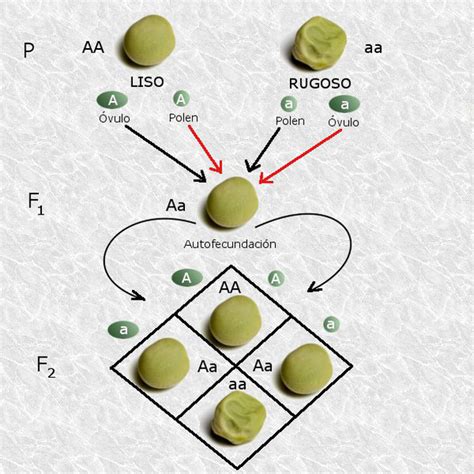 Biogeosfera Las Leyes De Mendel