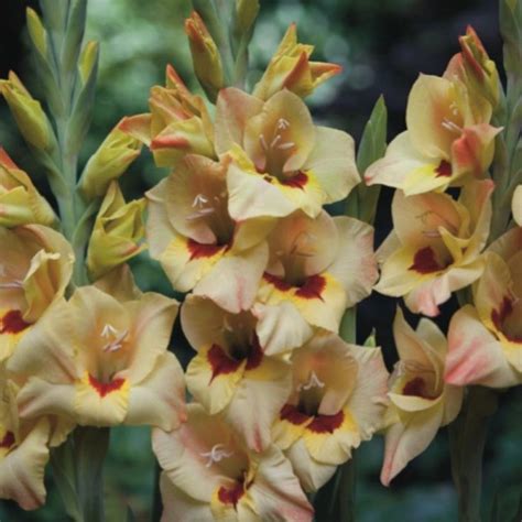 Гладиолус Бамбино Бочелли | Gladiolus, Easy to grow bulbs, Gladiolus bulbs