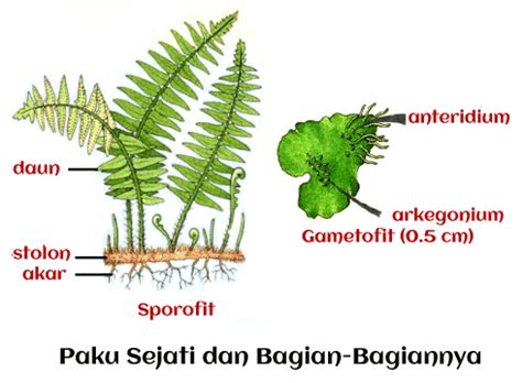 What is Pteridophytes - Javatpoint