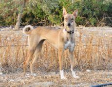 Cretan Hound Info, Temperament, Puppies, Pictures